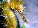 Seahorse face