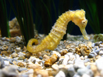 Seahorse on the stones