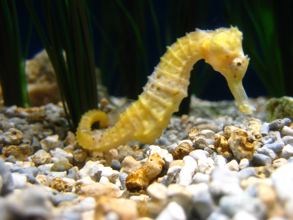 Seahorse on the stones wallpaper