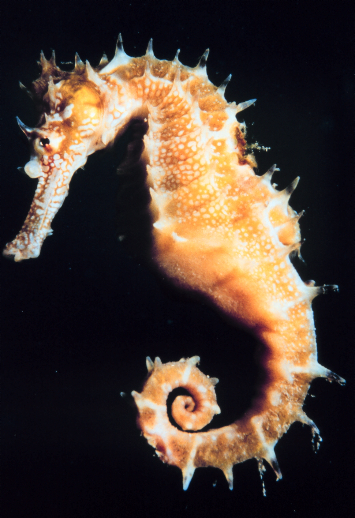 Seahorse wallpaper