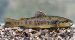 Sevan trout fish