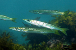 Several Yellowtail barracuda