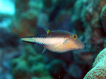 Sharp-Nose Puffer in the aquarium