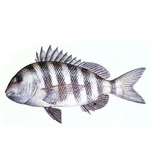 Sheepshead drawing