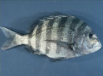 Sheepshead wallpaper