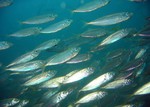 Shoal of mackerel