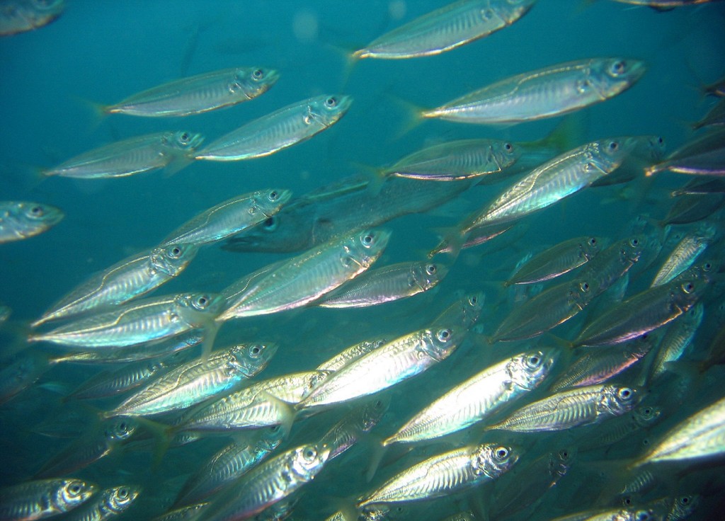 Shoal of mackerel wallpaper