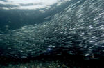 Shoal capelines