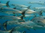 Shoal of barracuda