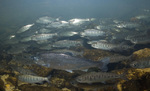 Shoal of coho salmons