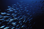 Shoal of herring