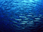 Shoal of herring