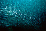 Shoal of milkfishes 