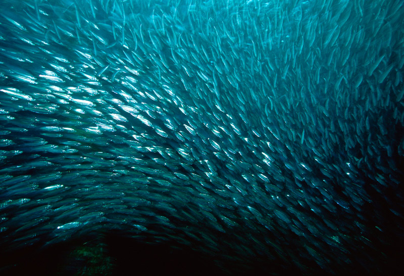 Shoal of milkfishes  wallpaper