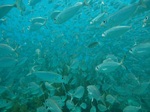 Shoal of rough scad