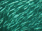 Shoal pilchards 