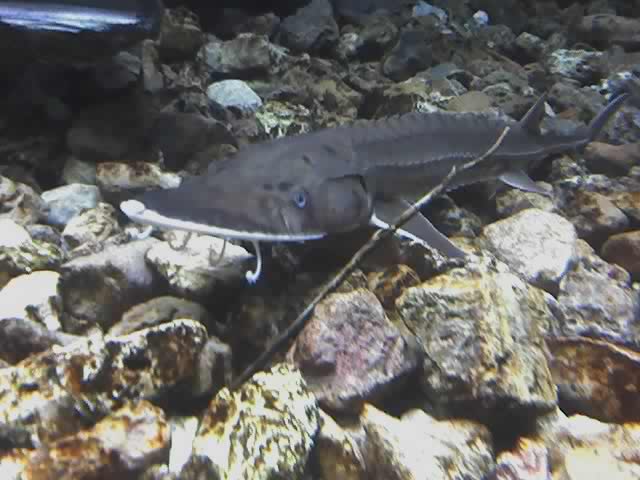 Shovelnose sturgeon wallpaper