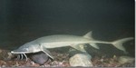 Shovelnose sturgeon side view