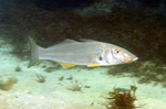 Sillago fish