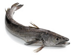 Silver hake portrait