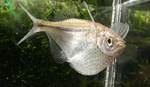 Silver hatchetfish