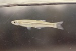 Silverside fish