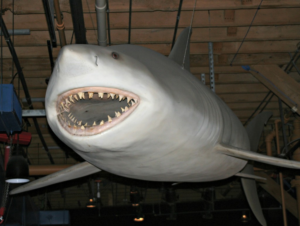 Лицо шестижаберной акулы фото