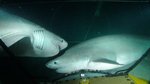 Sixgill sharks