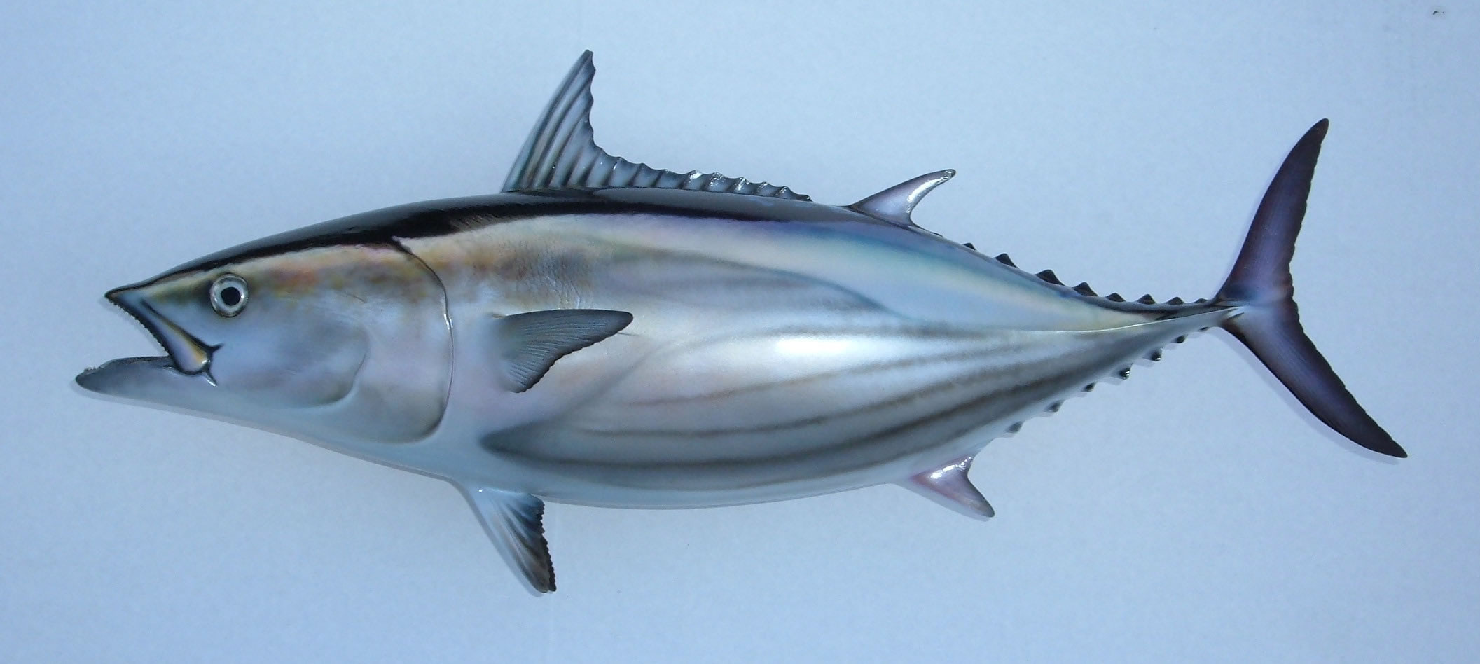 Нарисованный полосатый тунец фото