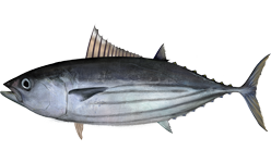 Skipjack tuna wallpaper