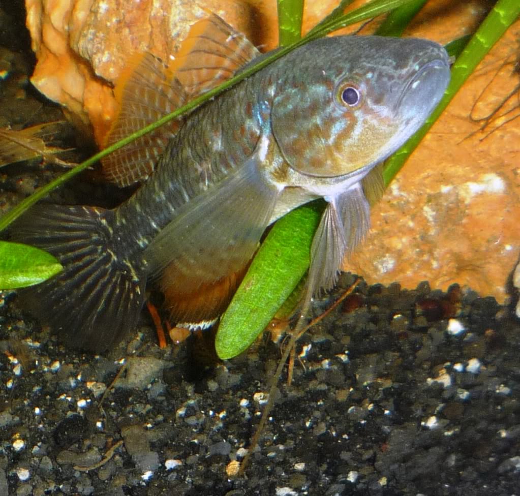 Рыба породы головешка фото