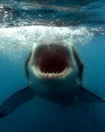 Sleeper shark in the ocean