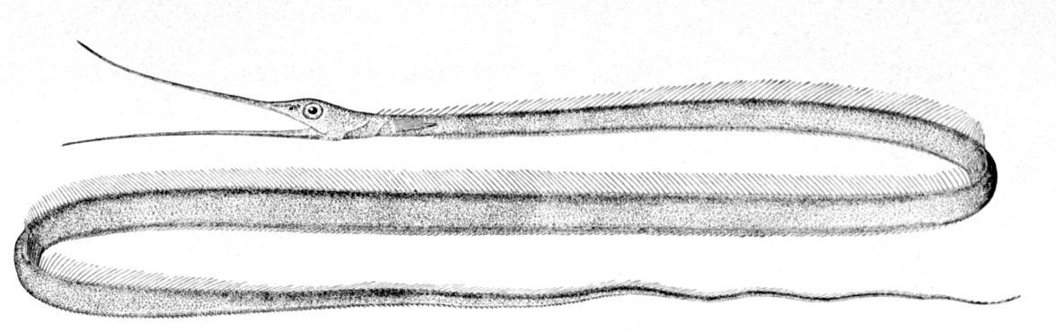 Slender snipe eel wallpaper