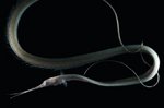 Slender snipe eel portrait