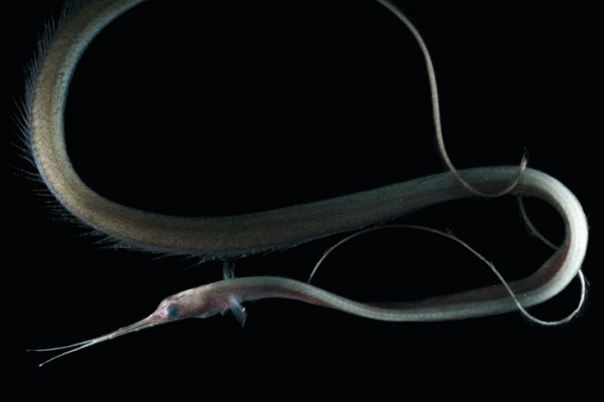 Slender snipe eel portrait wallpaper