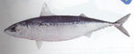 Slimy mackerel fish