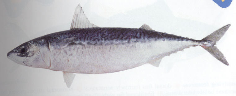 Slimy mackerel fish wallpaper