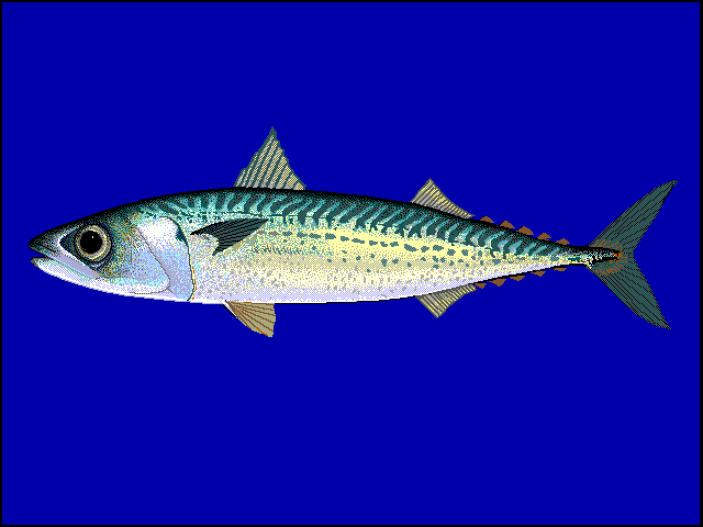 Slimy mackerel wallpaper