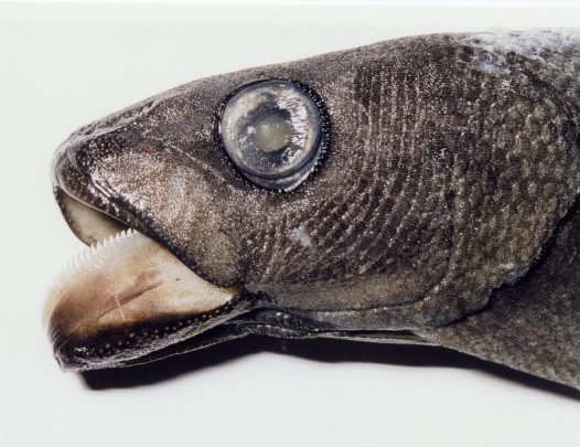 Голова рыбы породы Кювьеров алет  фото