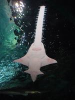 Smalltooth sawfish bottom view