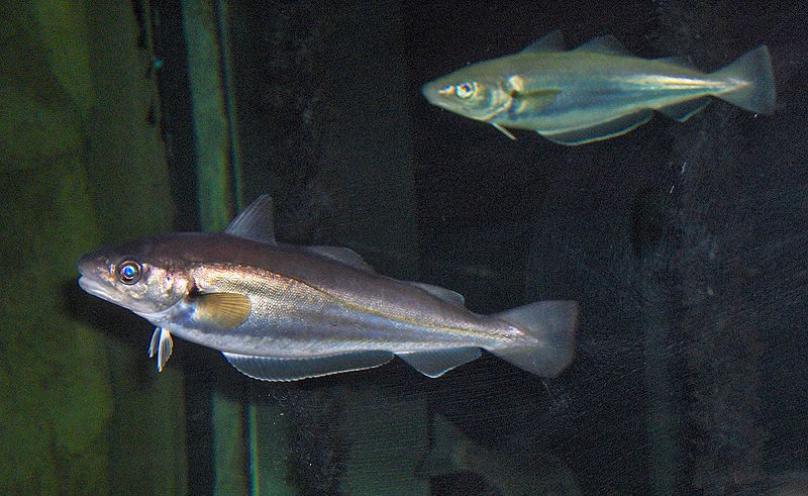 Рыбы породы Силлага фото