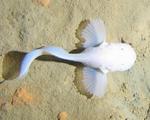 Snailfish top view