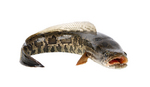 Snakehead portrait