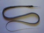 Snipe eel fish