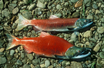 Sockeye salmons