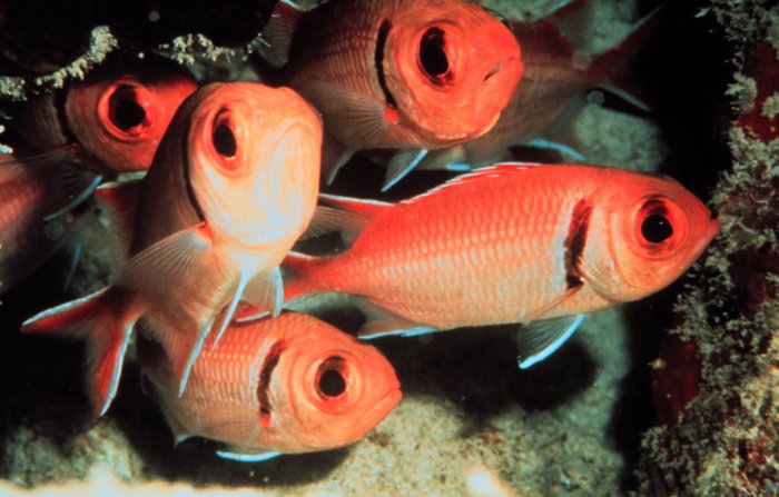 Soldierfish wallpaper