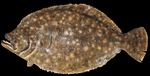 Southern flounder black background