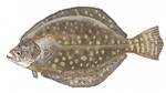 Southern flounder drawing