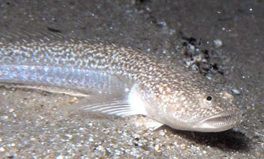 Австралийская рыба-звездочет на дне фото