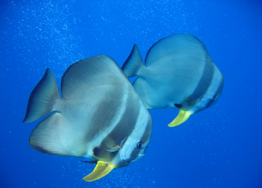 Spadefish wallpaper